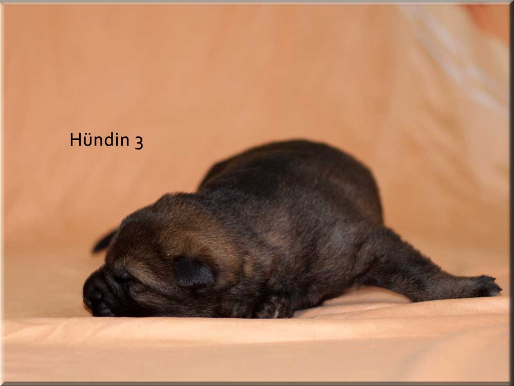 E-Wurf von Schörner's Schmiede