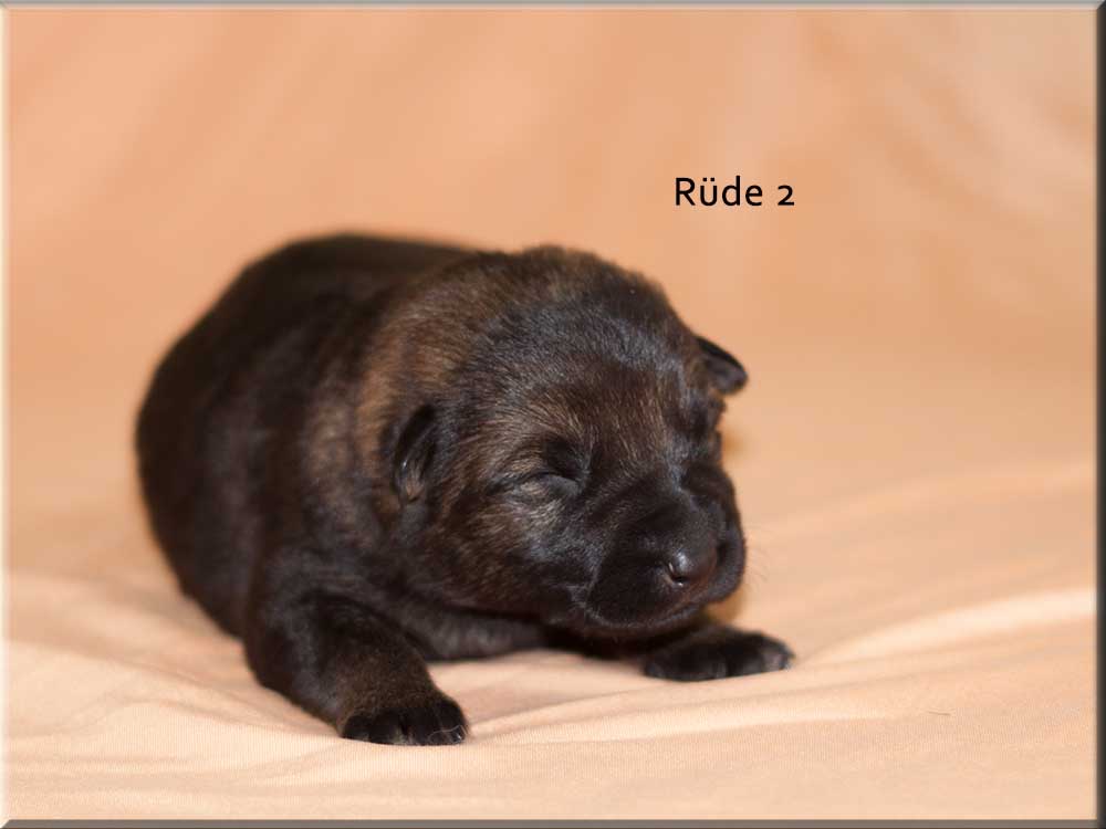 E-Wurf von Schörner's Schmiede