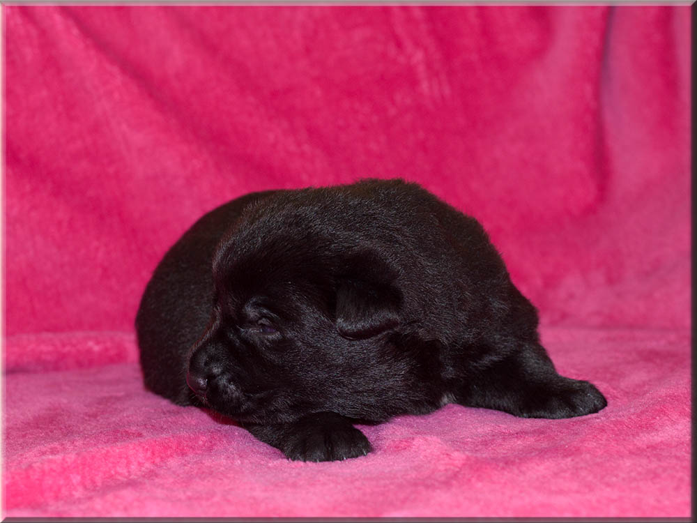 E-Wurf von Schörner's Schmiede