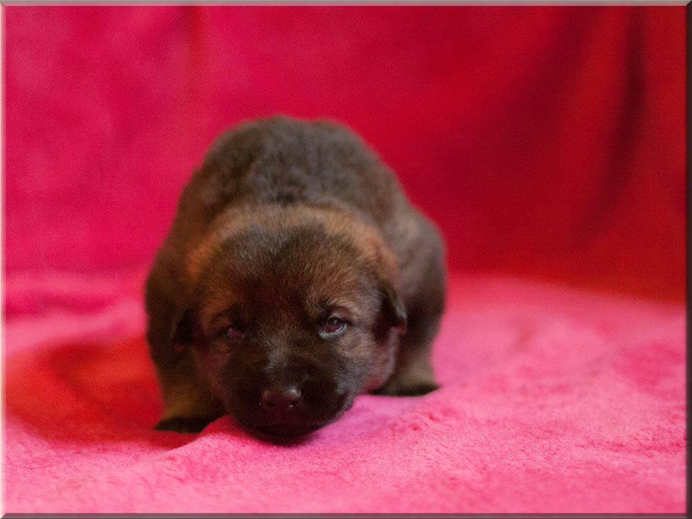 E-Wurf von Schörner's Schmiede