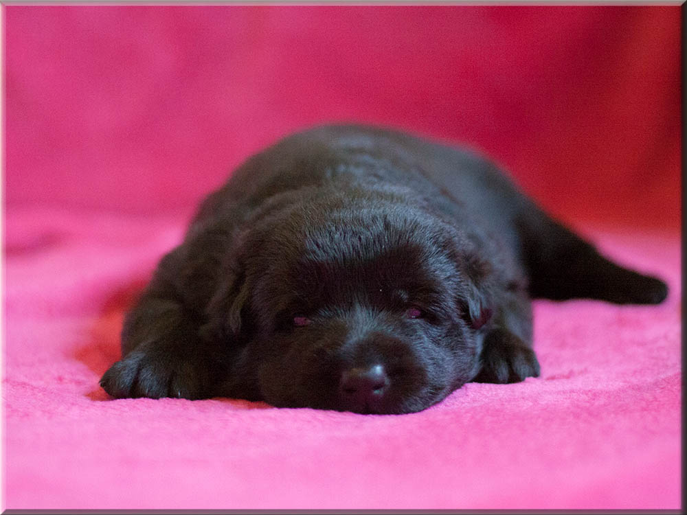 E-Wurf von Schörner's Schmiede