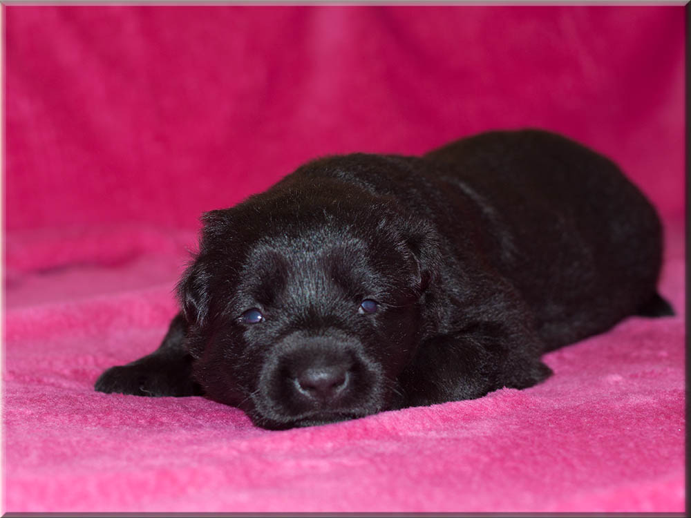 E-Wurf von Schörner's Schmiede