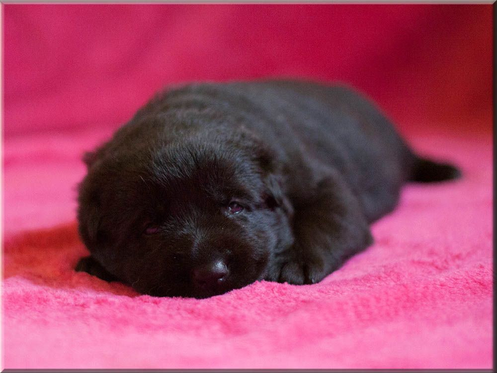 E-Wurf von Schörner's Schmiede