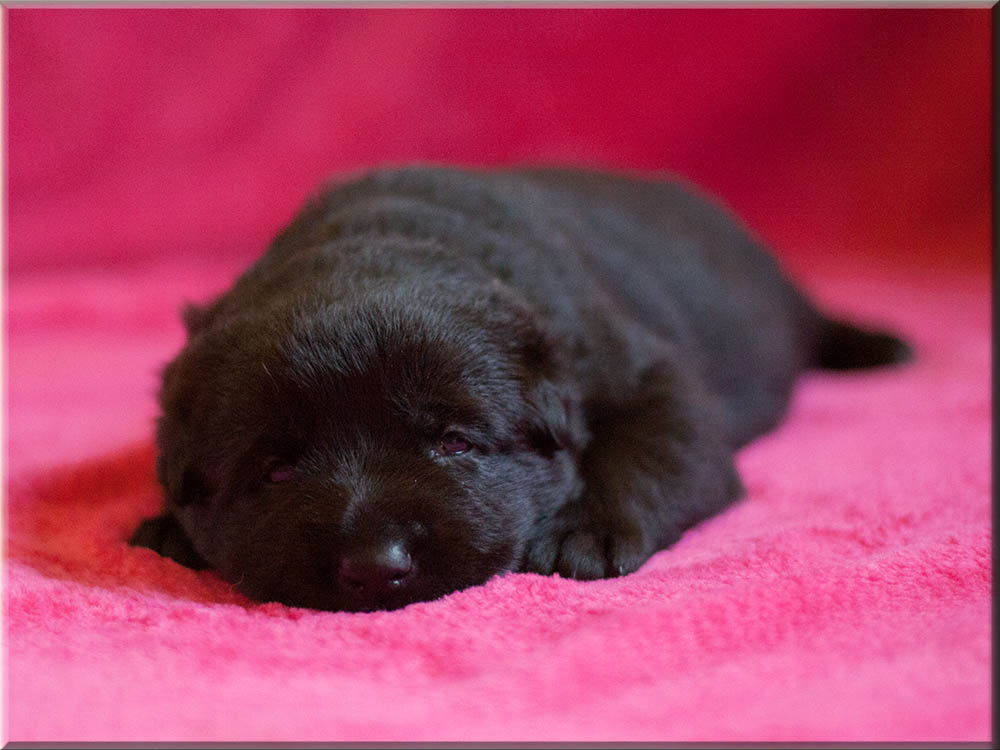 E-Wurf von Schörner's Schmiede