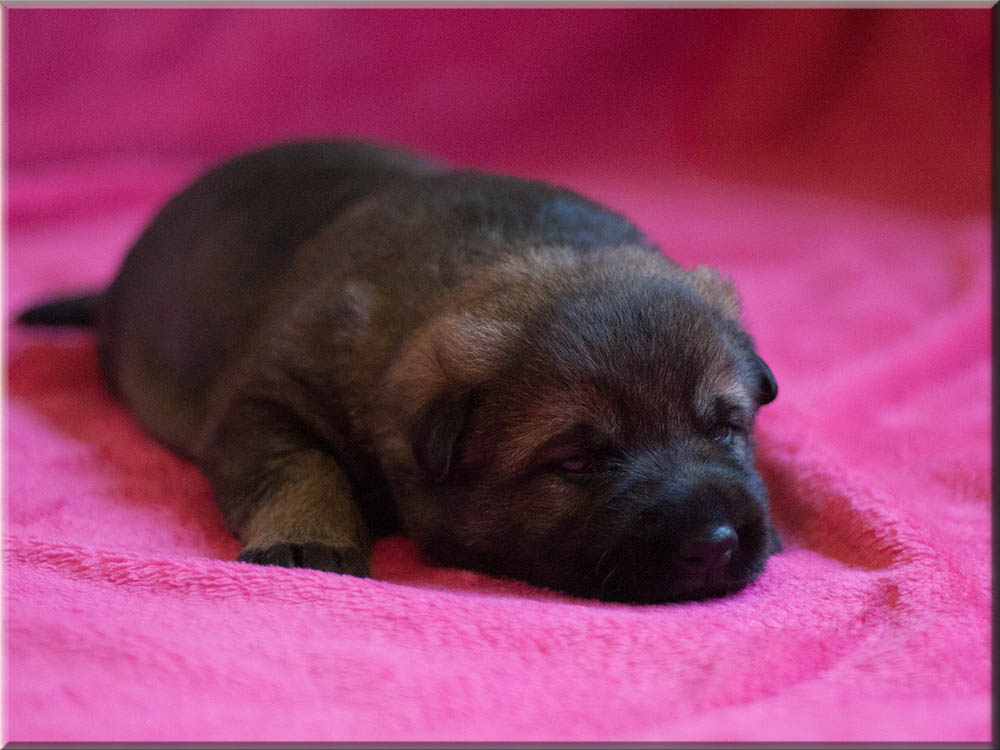 E-Wurf von Schörner's Schmiede