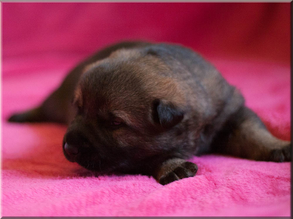 E-Wurf von Schörner's Schmiede