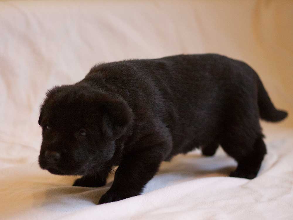 E-Wurf von Schörner's Schmiede