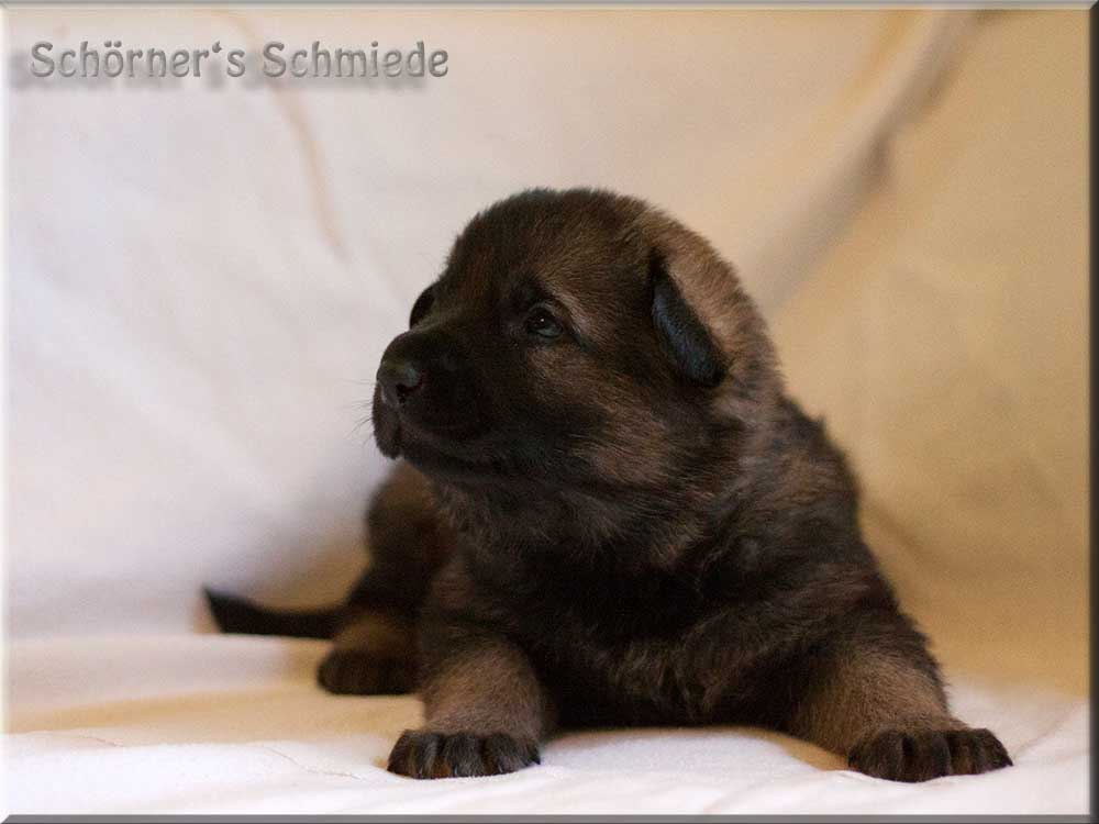 E-Wurf von Schörner's Schmiede