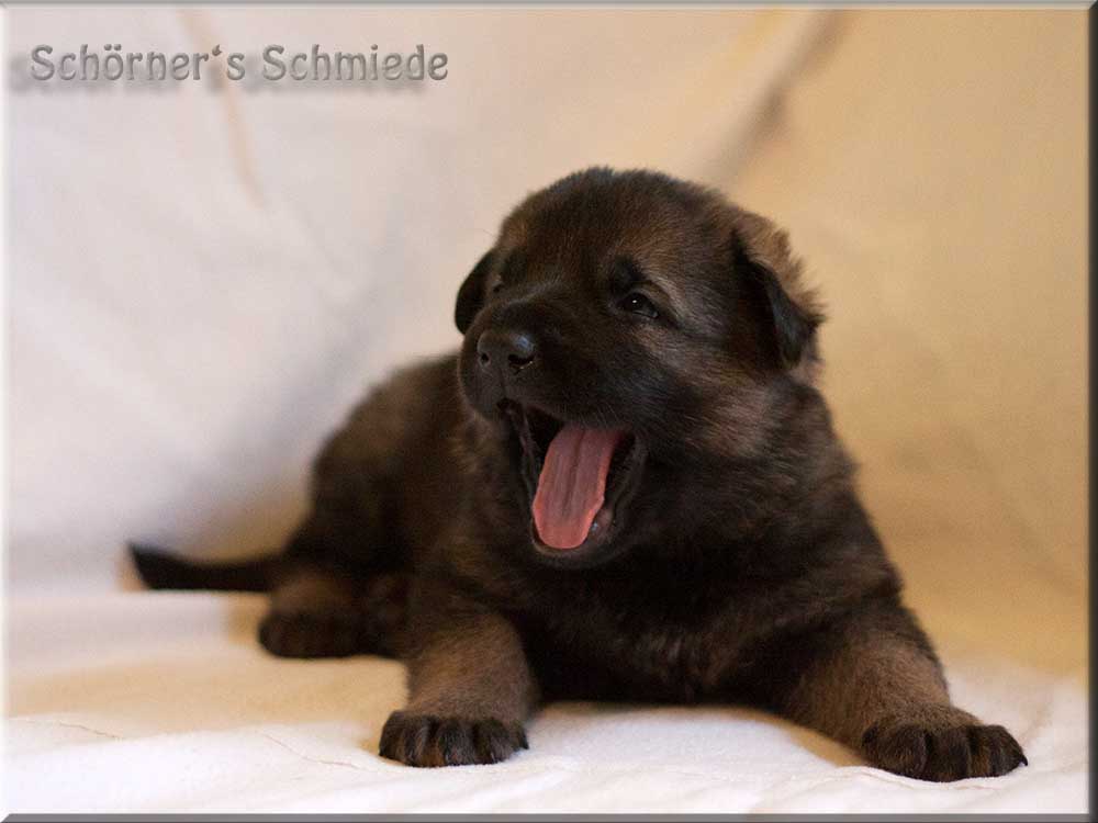 E-Wurf von Schörner's Schmiede