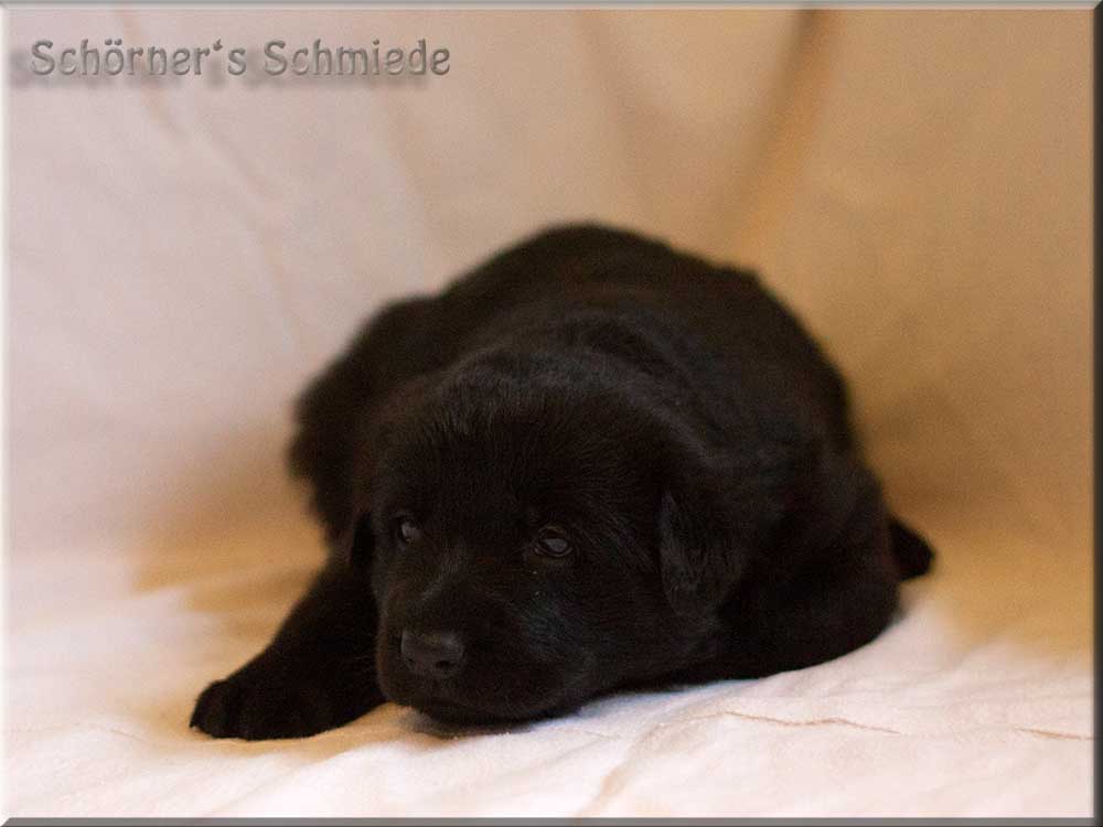 E-Wurf von Schörner's Schmiede