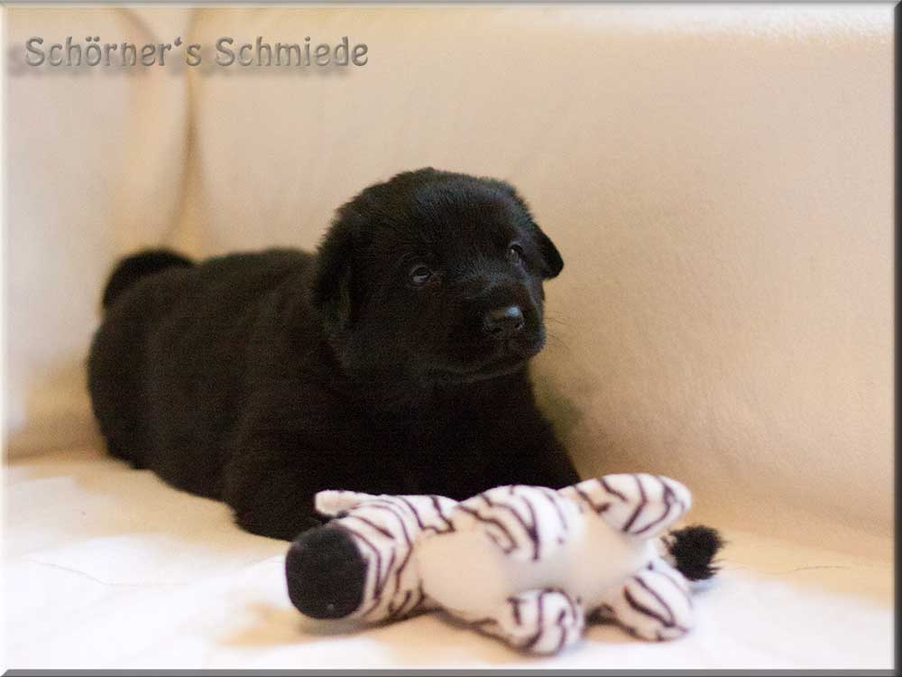 E-Wurf von Schörner's Schmiede