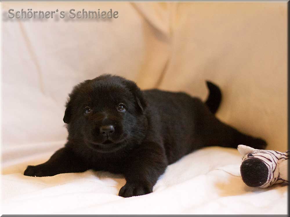 E-Wurf von Schörner's Schmiede