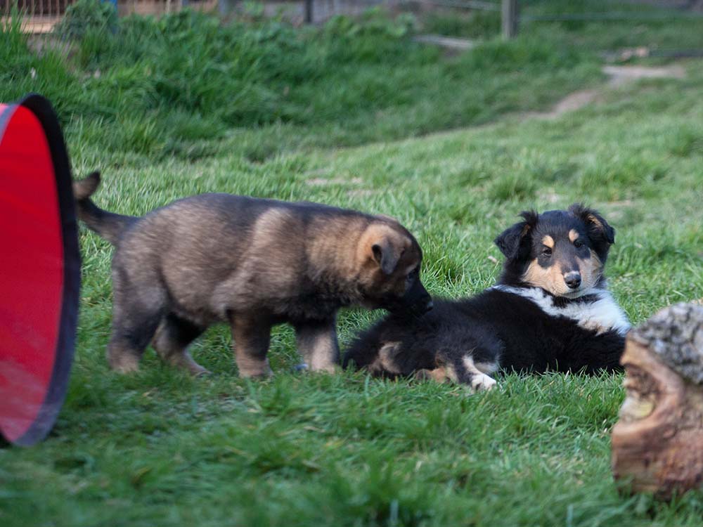 E-Wurf von Schörner's Schmiede