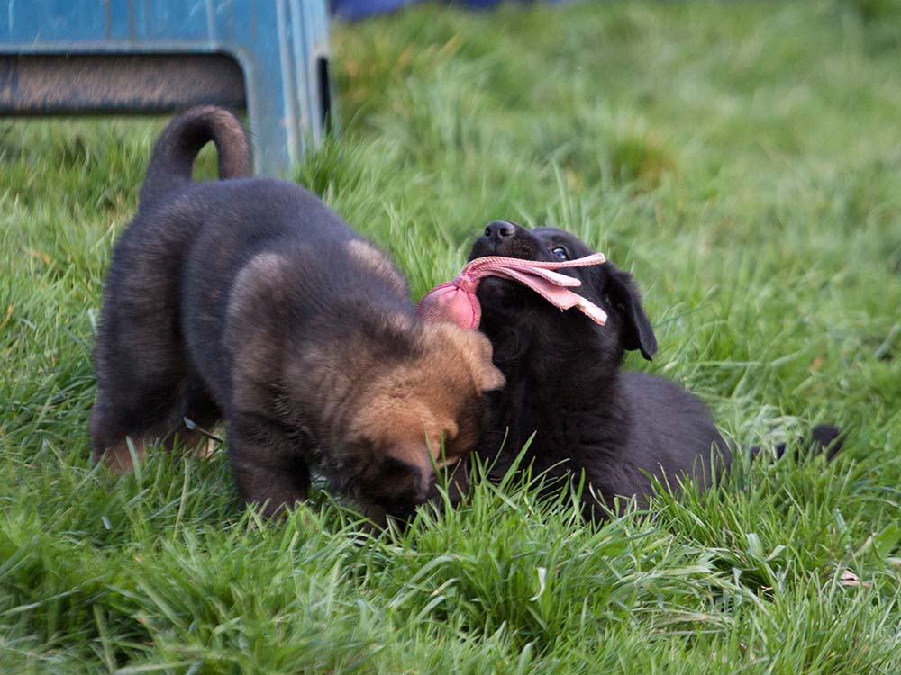 E-Wurf von Schörner's Schmiede