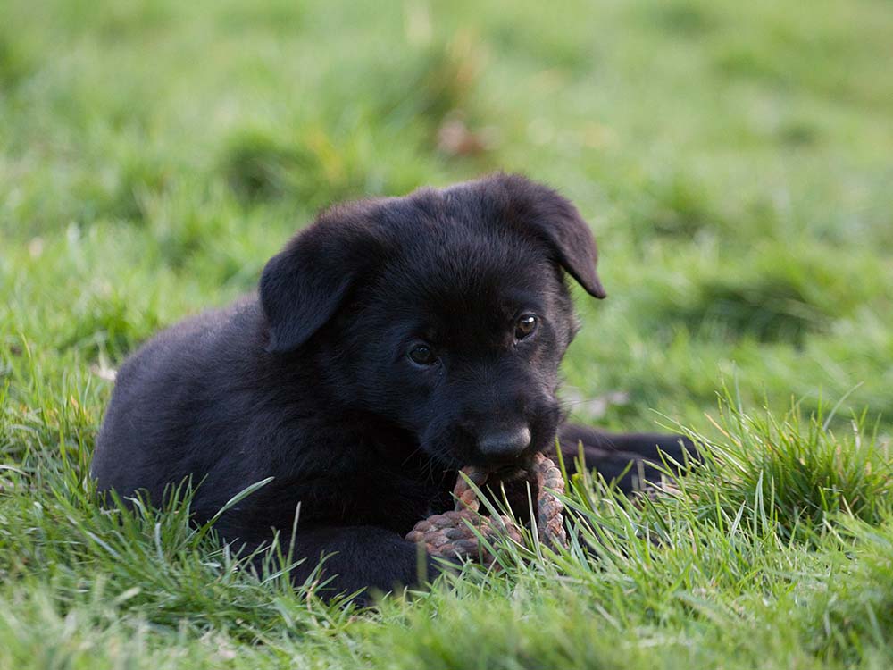 E-Wurf von Schörner's Schmiede