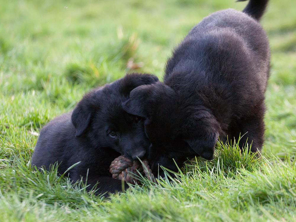 E-Wurf von Schörner's Schmiede