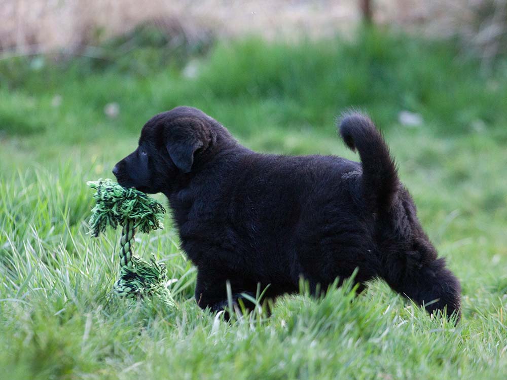 E-Wurf von Schörner's Schmiede