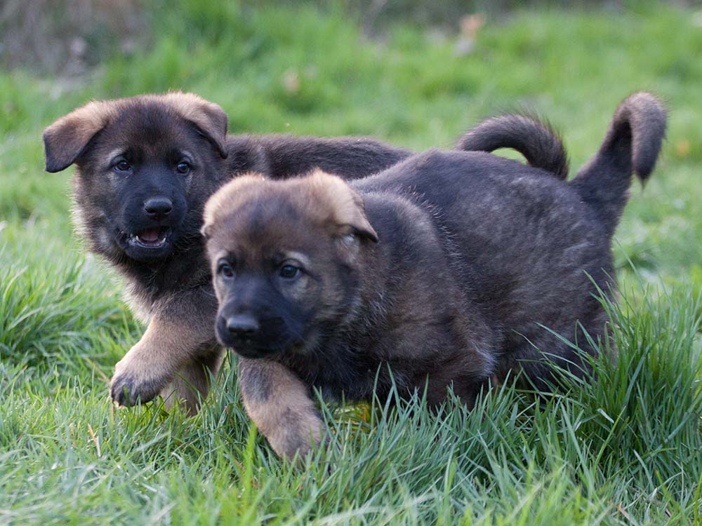 E-Wurf von Schörner's Schmiede