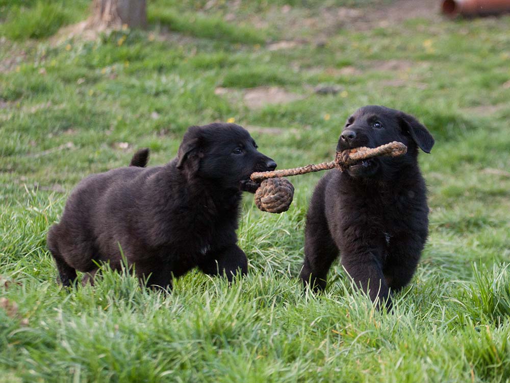 E-Wurf von Schörner's Schmiede