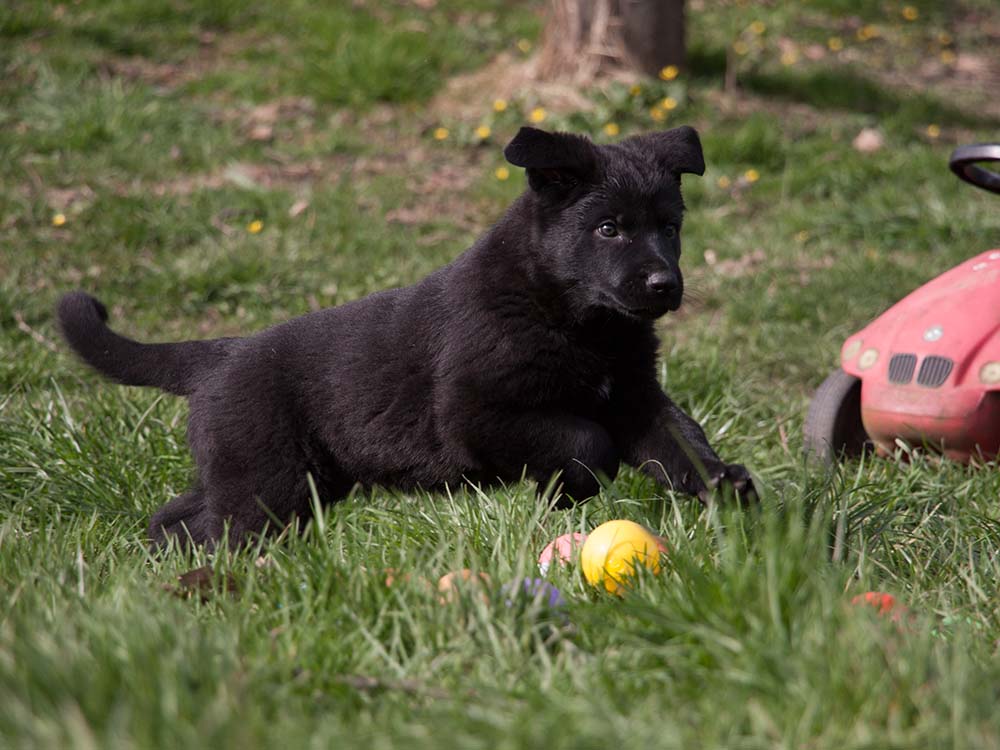 E-Wurf von Schörner's Schmiede