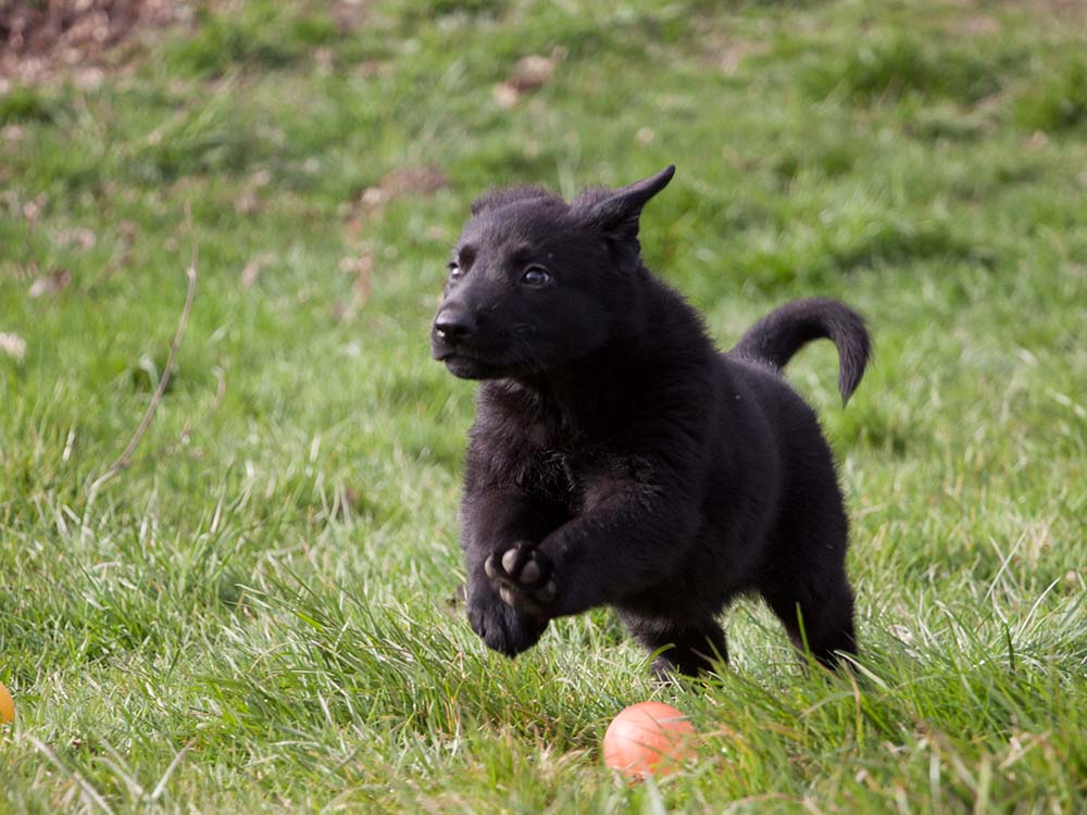 E-Wurf von Schörner's Schmiede