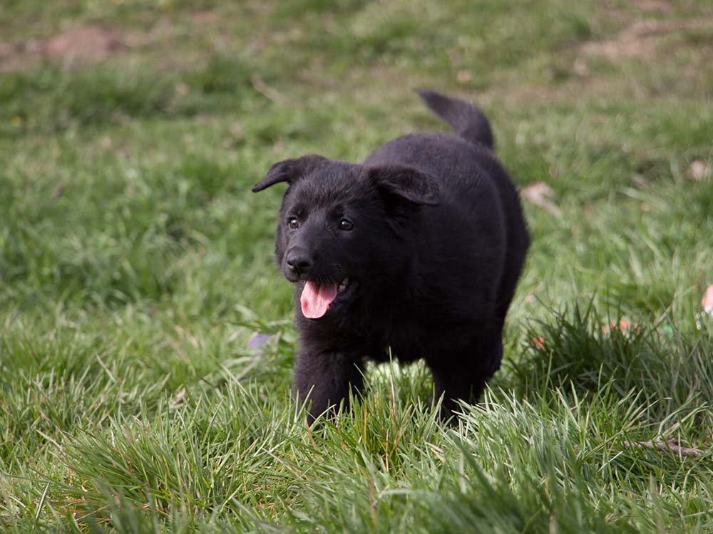 E-Wurf von Schörner's Schmiede