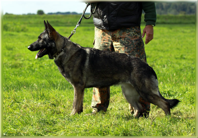 Pezi von der Döllenwiese