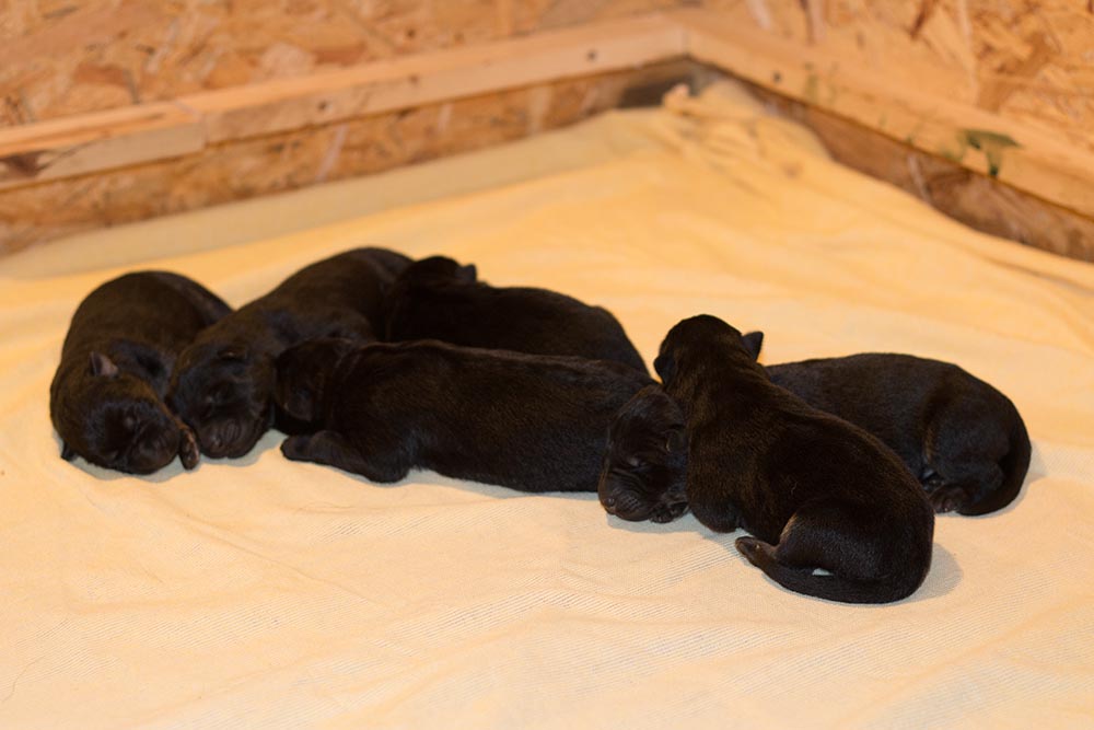 01.04.2019 F-Wurf-von Schörner's Schmiede