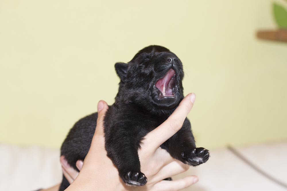 07.04.2019 012 Hündin schwarz2