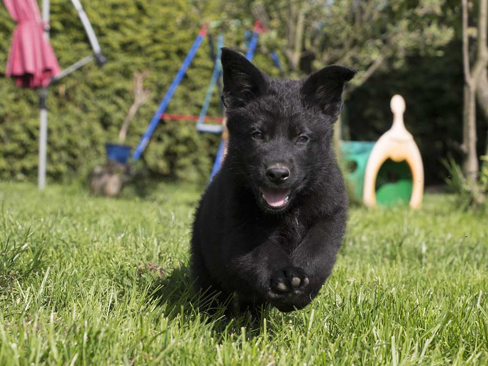 19.05.2019 Rüde schwarz