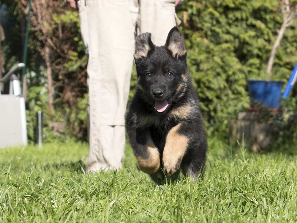 19.05.2019 Hündin 2