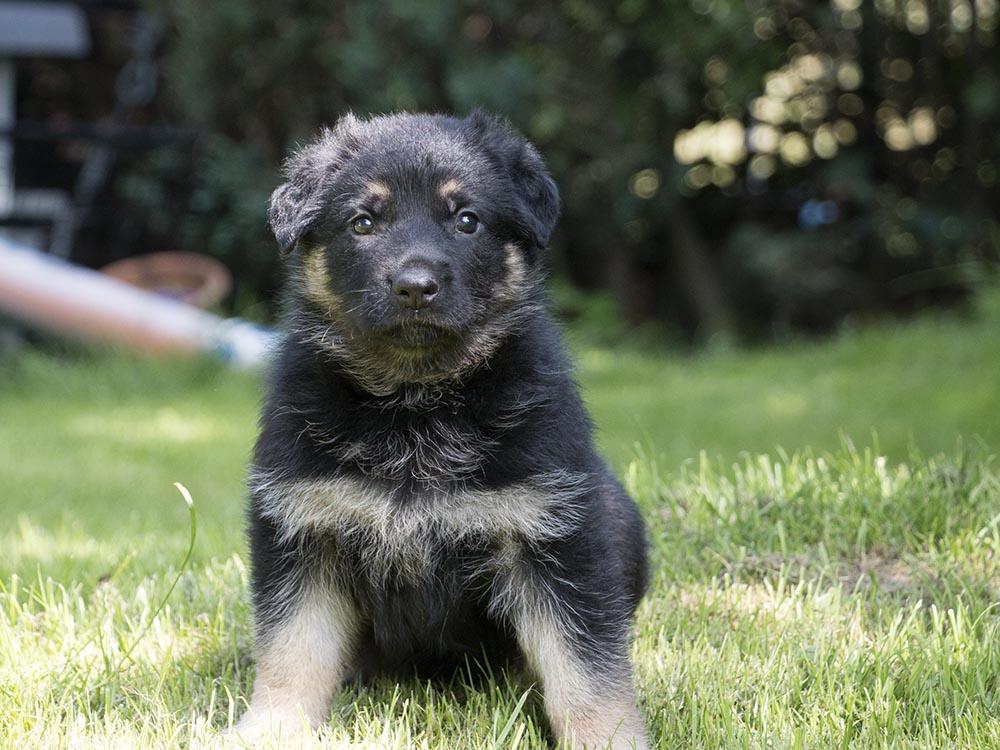 04.07.2021 Hündin H-Wurf von Schörner's Schmiede