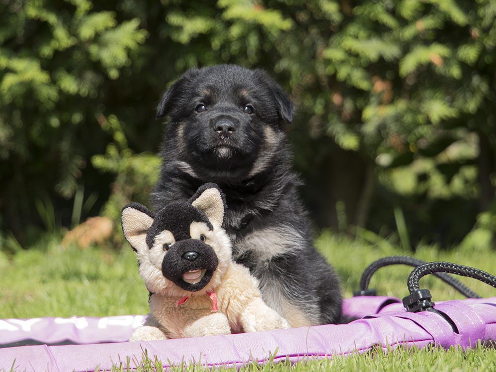 04.07.2021 Rüde 1 -  H-Wurf von Schörner's Schmiede