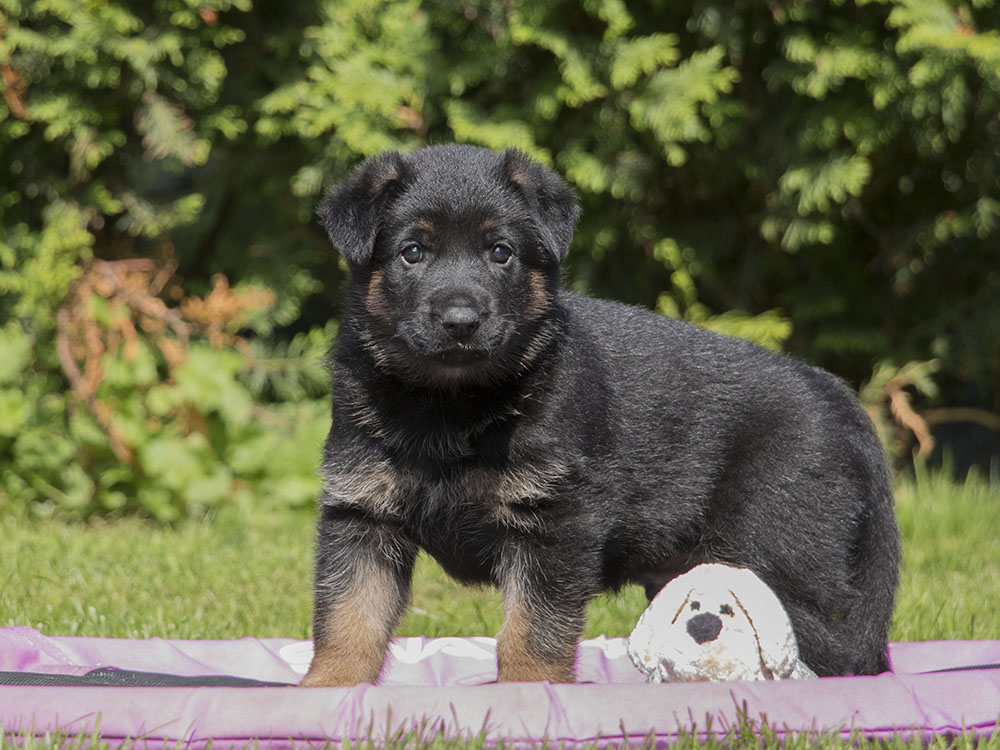 04.07.2021 Rüde 3 -  H-Wurf von Schörner's Schmiede