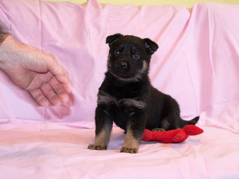 29.01.2022 044 Hündin lila