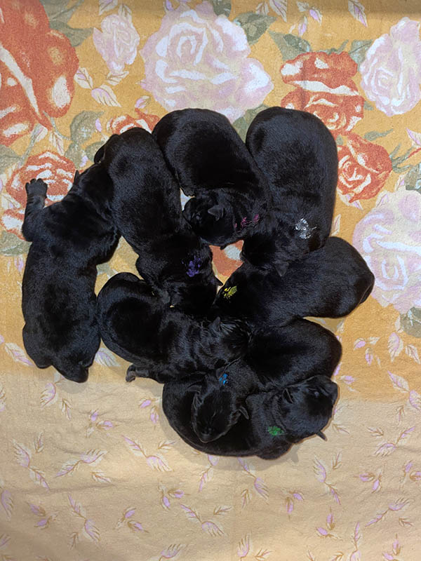 31.12.2021 I-Wurf von Schörner's Schmiede