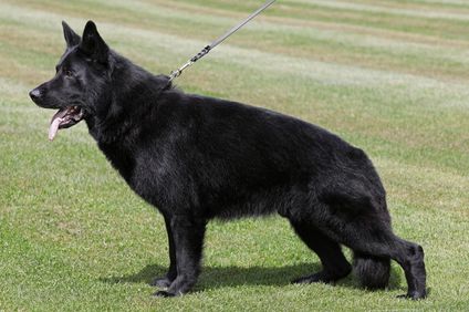 Jack von den Halunken