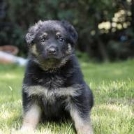 04.07.2021 H-Wurf  4. Woche